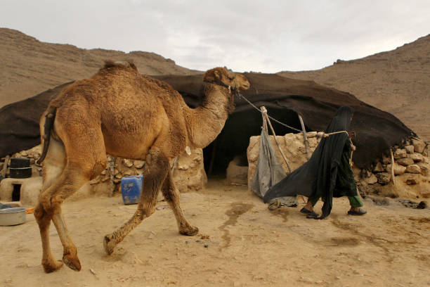 Camel at Kuchi tent