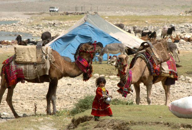 Kuchi dromedary