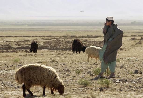 Kuchi man with sheep