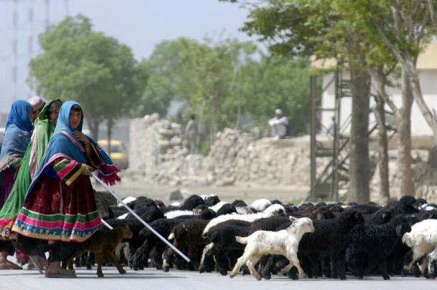 Sheep with women