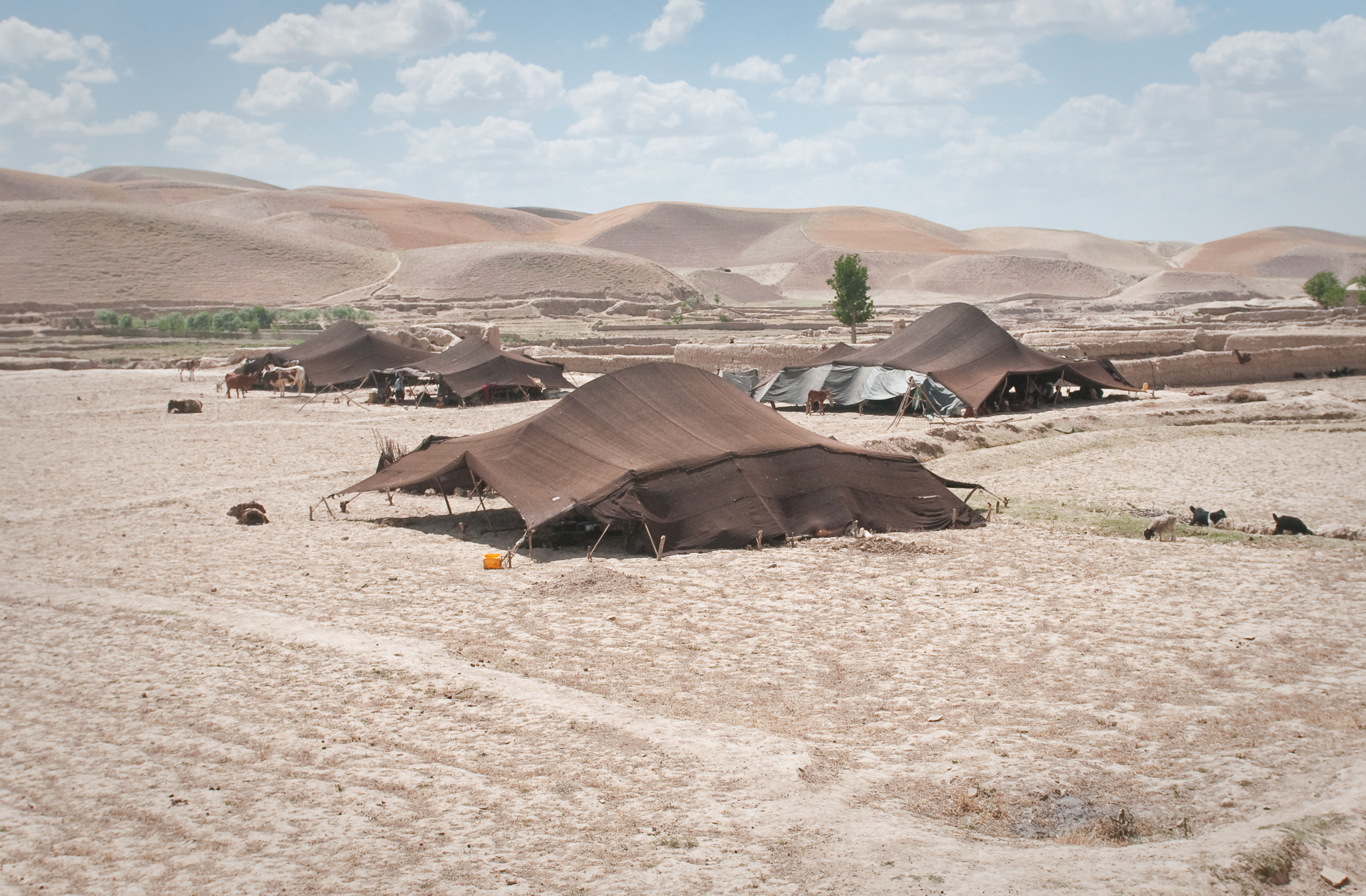 Kuchi tent