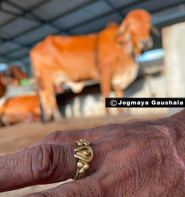 Rabari with cow