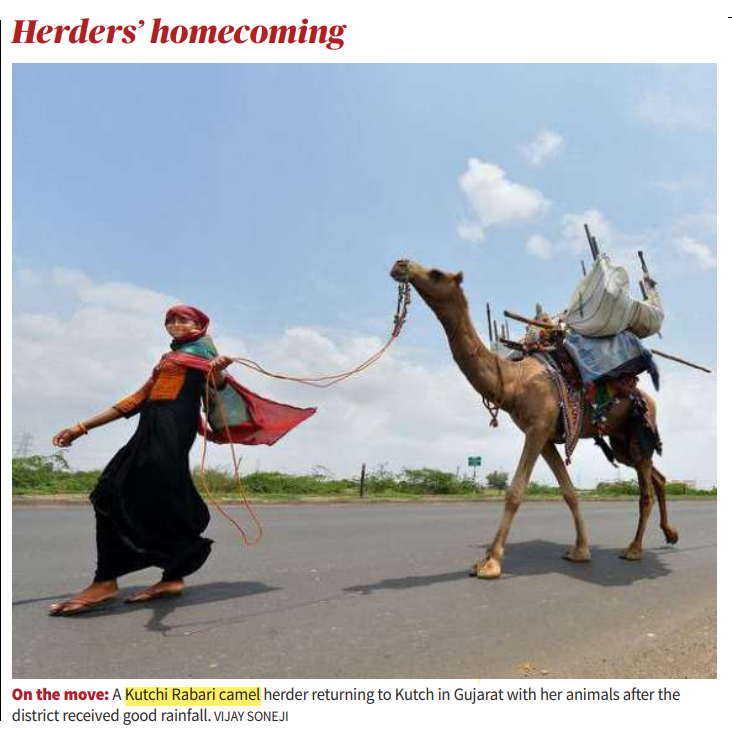Rabari woman with camel