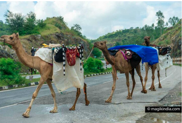 Rabari camel